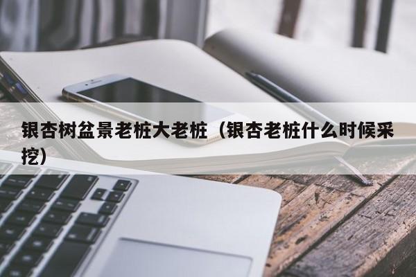 银杏树盆景老桩大老桩（银杏老桩什么时候采挖）  第1张