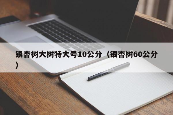 银杏树大树特大号10公分（银杏树60公分）