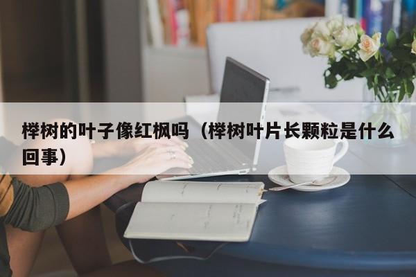 榉树的叶子像红枫吗（榉树叶片长颗粒是什么回事）