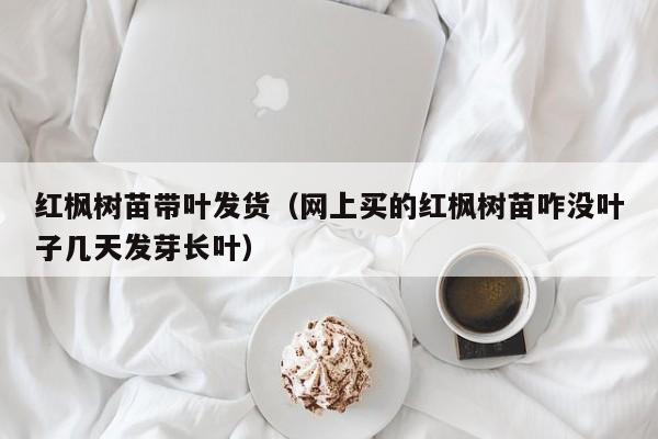 红枫树苗带叶发货（网上买的红枫树苗咋没叶子几天发芽长叶）