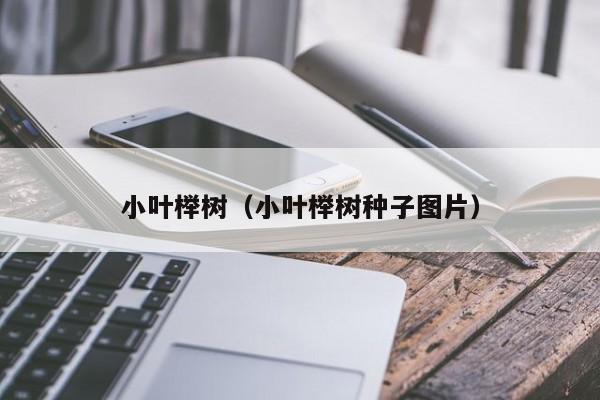 小叶榉树（小叶榉树种子图片）