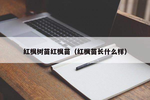 红枫树苗红枫苗（红枫苗长什么样）