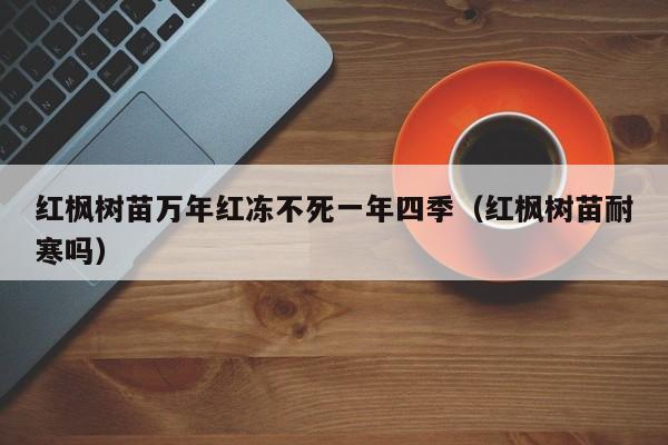 红枫树苗万年红冻不死一年四季（红枫树苗耐寒吗）