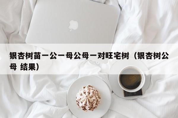 银杏树苗一公一母公母一对旺宅树（银杏树公母 结果）