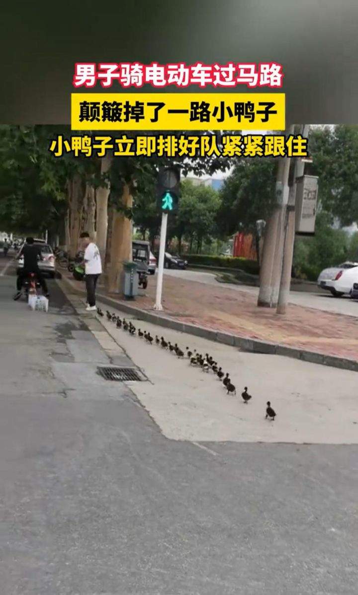 “过马路了不好意思让让鸭~”：男子骑车载鸭过马路，小鸭掉队后自觉排队紧跟