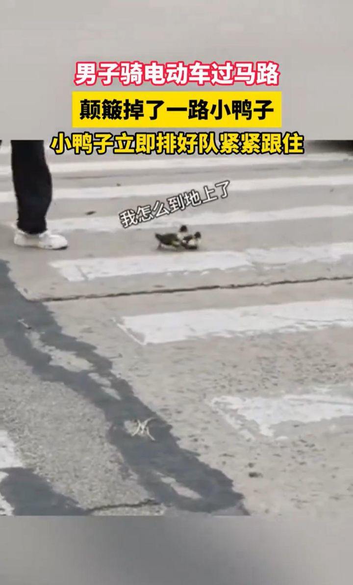 “过马路了不好意思让让鸭~”：男子骑车载鸭过马路，小鸭掉队后自觉排队紧跟